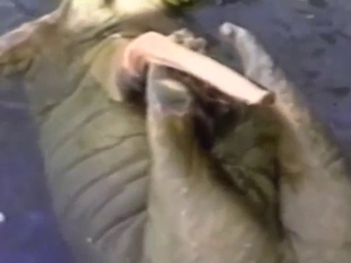 Zoo porn with a sexy walrus jacking off in water