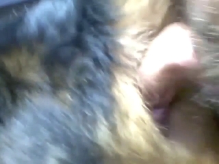 Amazing ass fucking for a dog that wants gape