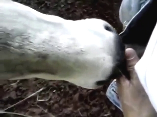 Sexy calf licking all up and down that big boner