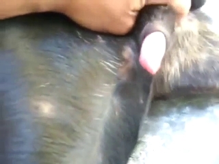 Dog with a nice dick gets a very nice blowjob