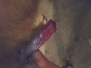 Dogs and blowjobs in a hot porn vid with stroking