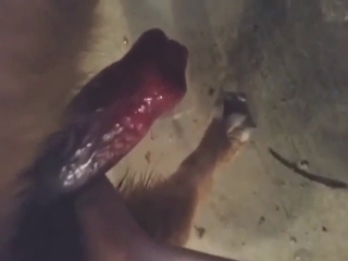 Dogs and blowjobs in a hot porn vid with stroking