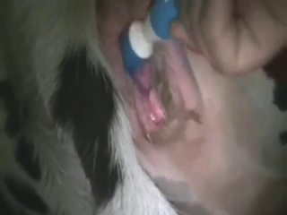 Cattle vibe with close-ups, moaning, moo-ing