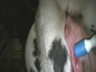 Cattle vibe with close-ups, moaning, moo-ing