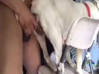 White dog presents its pussy to a savage fucker
