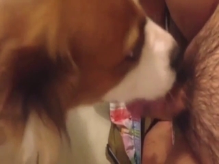 Sexy female dog is going to lick that dong hard