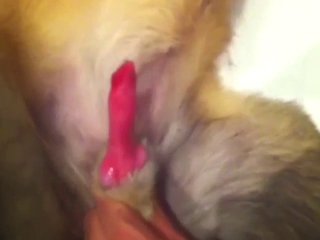Dog is going to show off its dick in a hot video