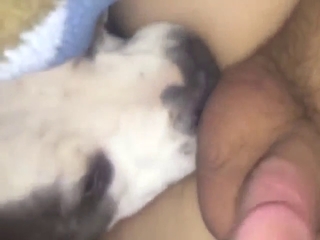 Gay animal is going to worship that hairy ass