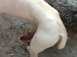 Canine fucking with two innocent beasts in HQ