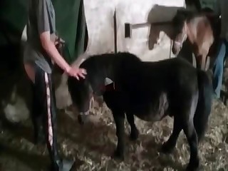 videos best Zoo Bestiality Porn Movies page 2