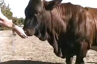 Cow animal sex